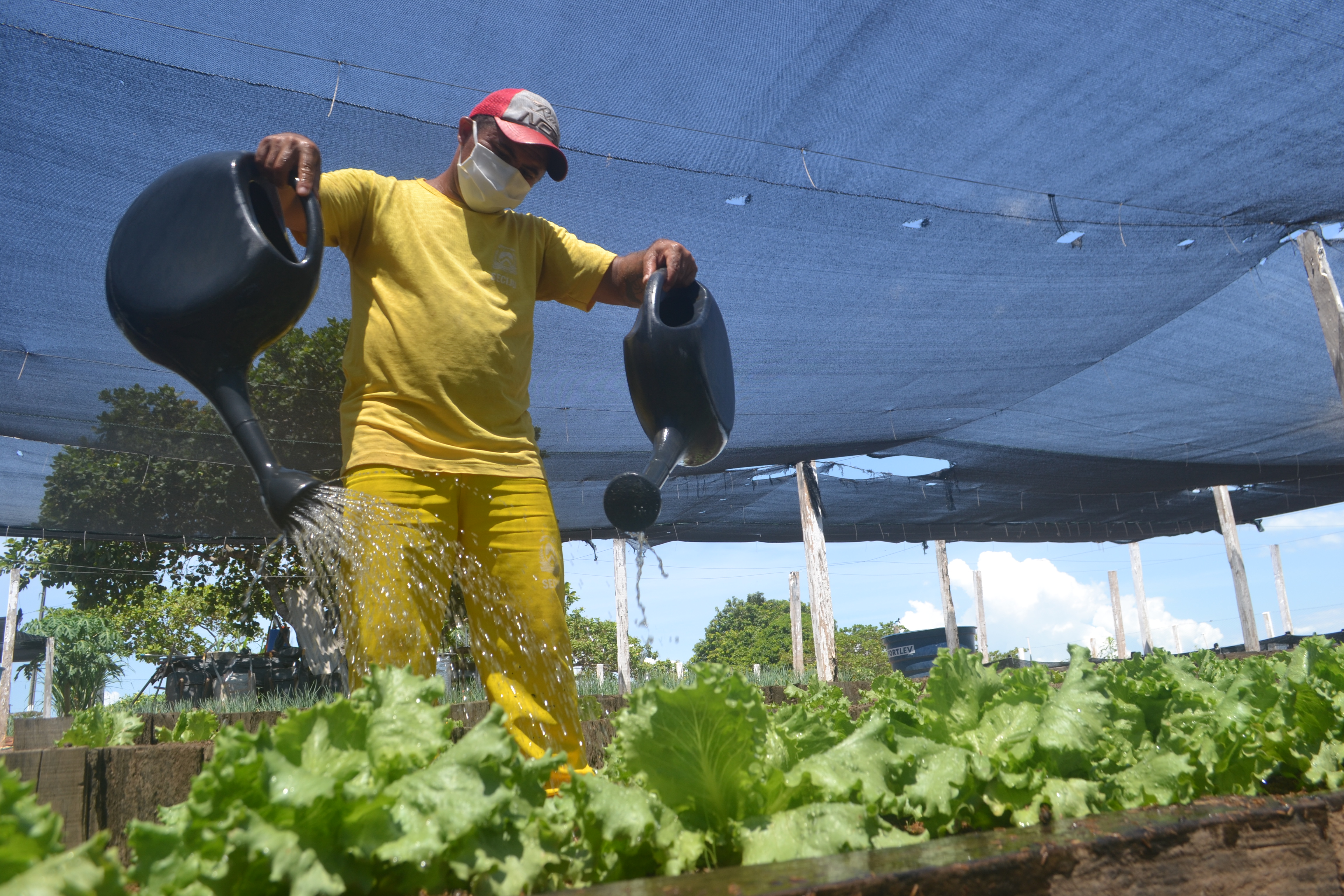 A horta produz alimentos 100% orgânicos, sem adição de agrotóxicos, pesticidas e fertilizantes sintéticos - Marcos Miranda/Governo do Tocantins.