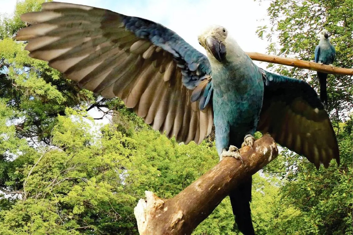 Depois de mais de 20 anos, ararinha-azul volta aos céus da caatinga - Central TO