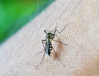 Brasil ultrapassa 650 mil casos de dengue