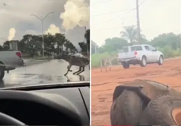 População flagrou o animal sendo arrastado pela caminhonete - Foto: Divulgação