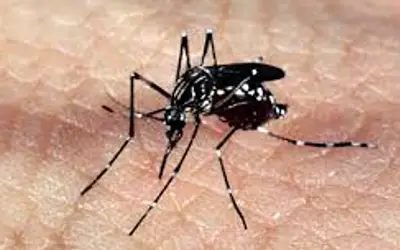Saúde de Paraíso traz orientações para combater o Aedes aegypti durante o período chuvoso