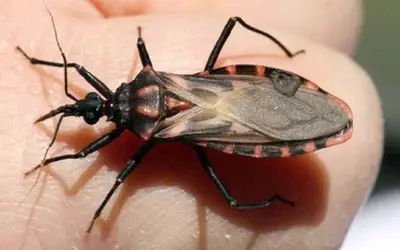 Secretaria de Saúde alerta a população para a prevenção e combate à Doença de Chagas